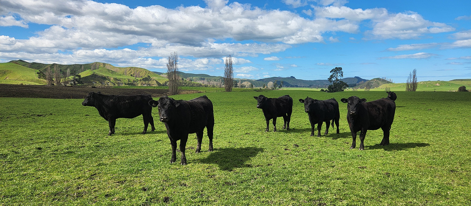 Livestock on farm