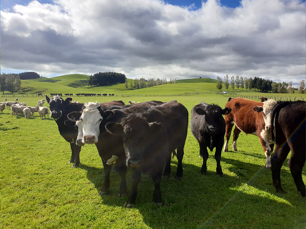 Healthy livestock on pasture