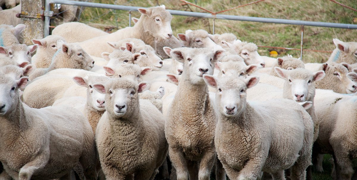 John Frizzell sheep and beef farm