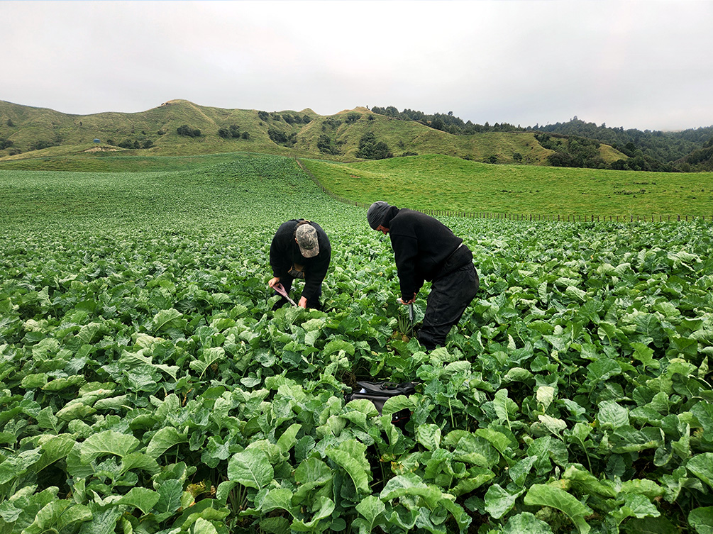 Soil and plant diagnostics