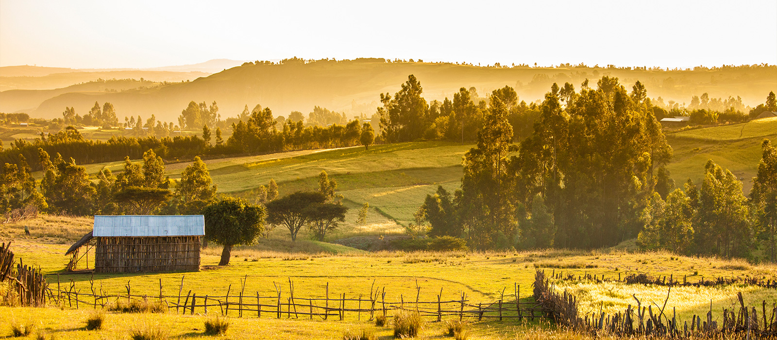 Queensland sugar cane farm