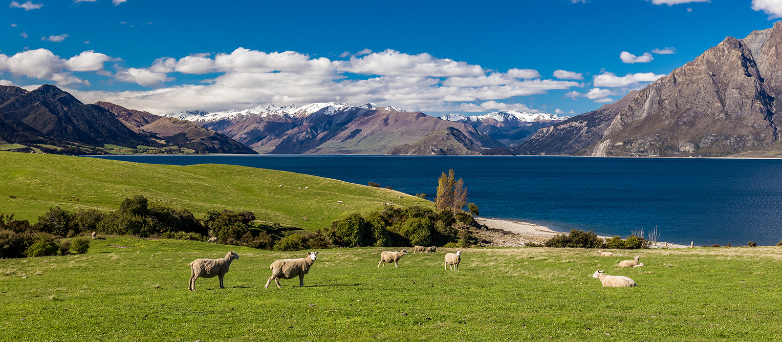 New Zealand farm landscape