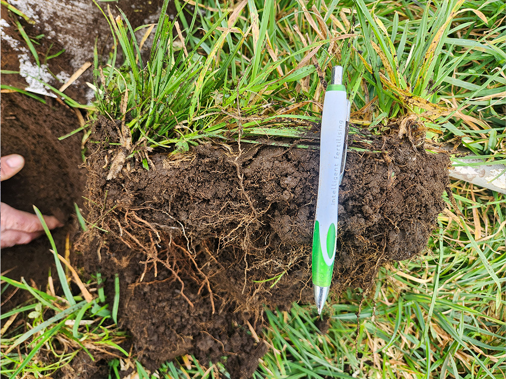 Deep root growth from healthy soil